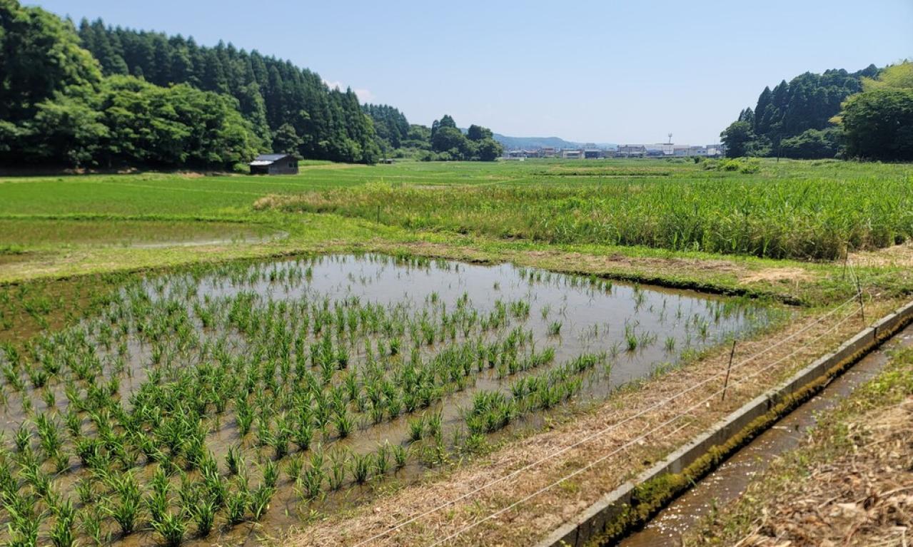 自己紹介をお願いします