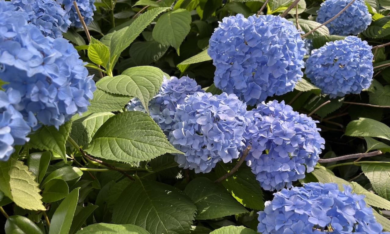 梅雨時期に美しく色付く紫陽花のように、困難にも負けず咲きたい。