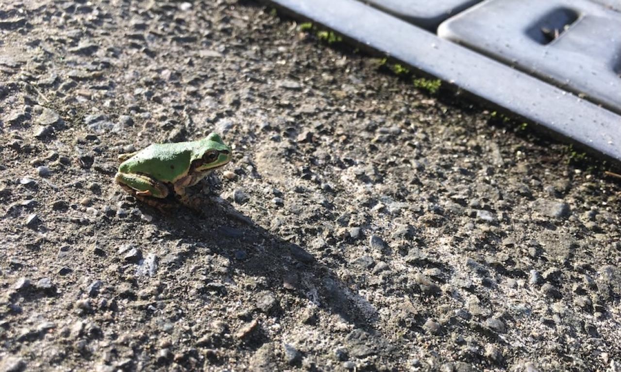 ポツンと孤独で、でもずっと考えている。ライターってピョンと飛び上がる前のカエルみたいだなと思います。